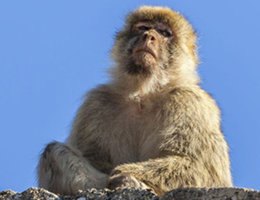 Συλλογική Αφύπνιση: Ο Εκατοστός Πίθηκος