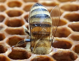 Μελισσοθεραπεία: Μέλισσας Έργα, Ανθρώπων Αγαθά